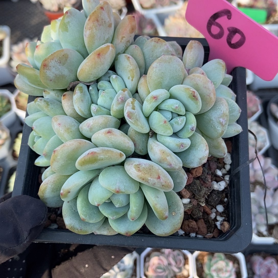 60冷香多肉植物多肉