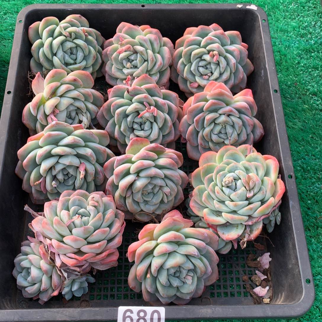 680冰玉多肉植物组合