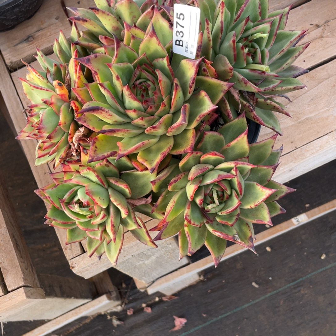 无花朵若茹东云单拍B375