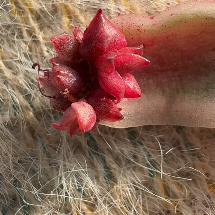 佛洛瑞安娜一物一拍071