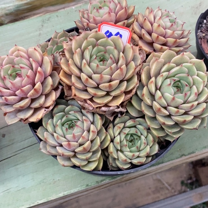 一物一拍多肉本吧17公分44