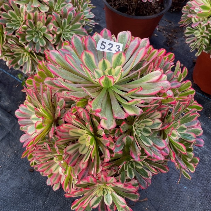 523老庄多肉法师红彤超白