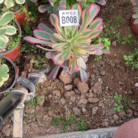 008美杜莎不包断枝