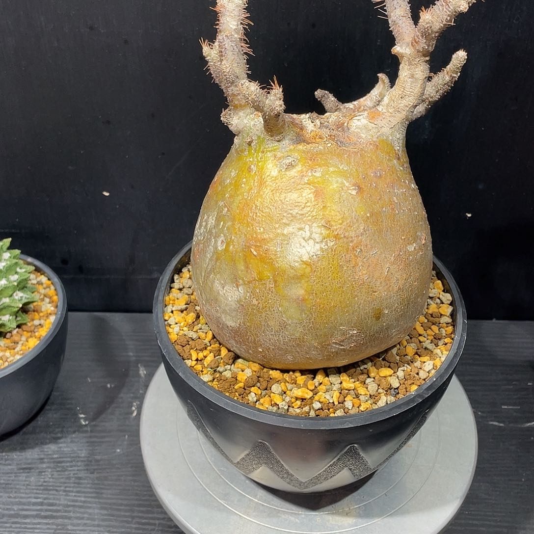 象牙宫老家熟桩养定