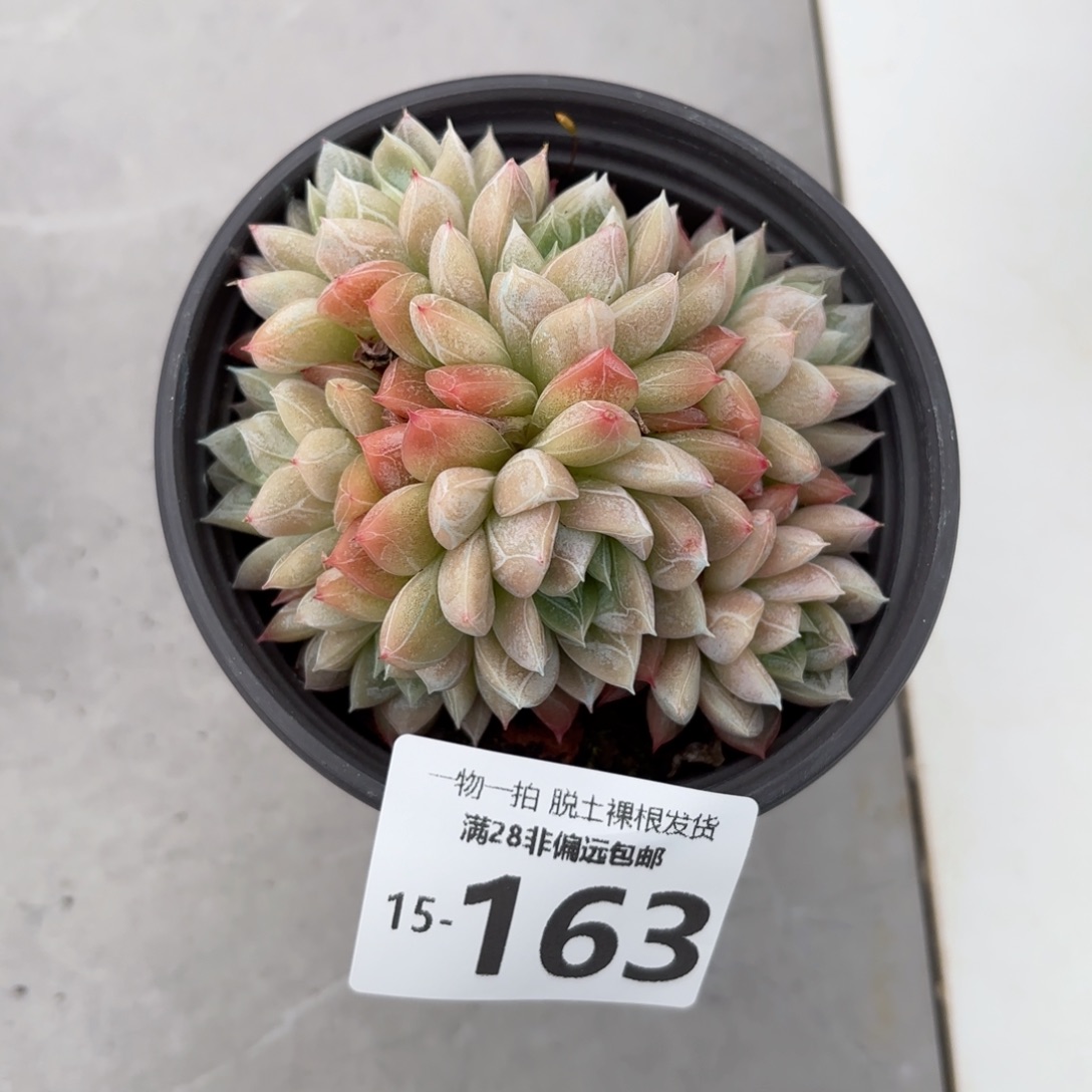 艾莎群多肉多肉多肉多肉