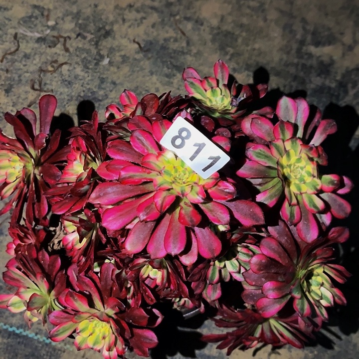 811舞天姬多肉植物处理不售后