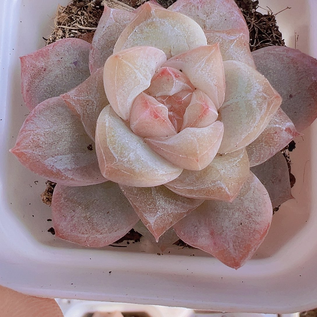 冰钻19包邮多肉植物