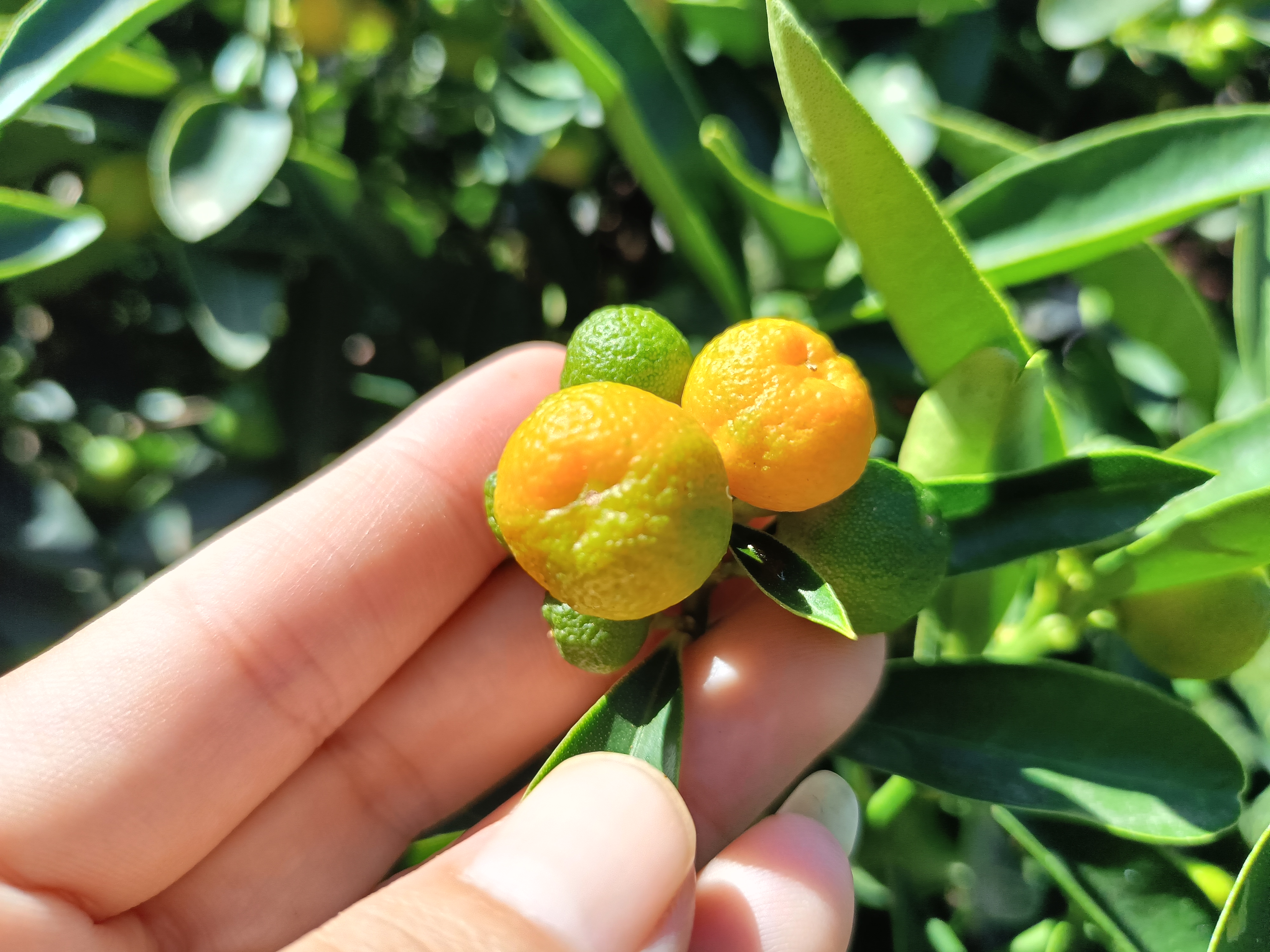 凤巢大红果品种观果绿植盆栽