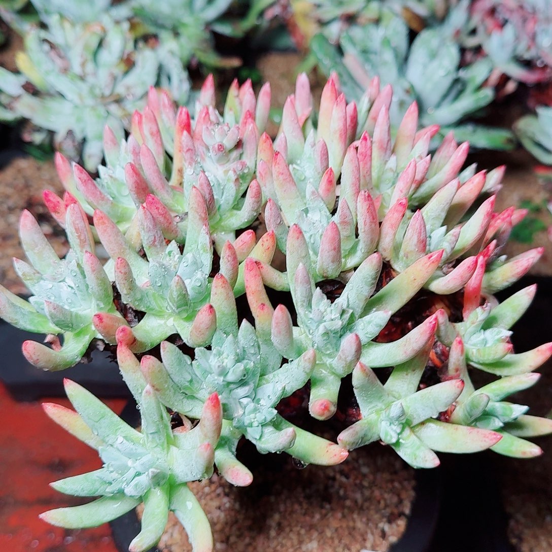 9556文森特仙女杯多肉