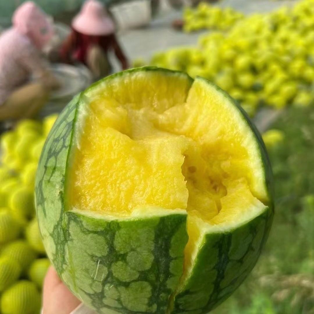 【基地鲜采】甘肃武威冰淇淋黄心西瓜特小凤黄瓤西瓜新鲜一整箱脆甜