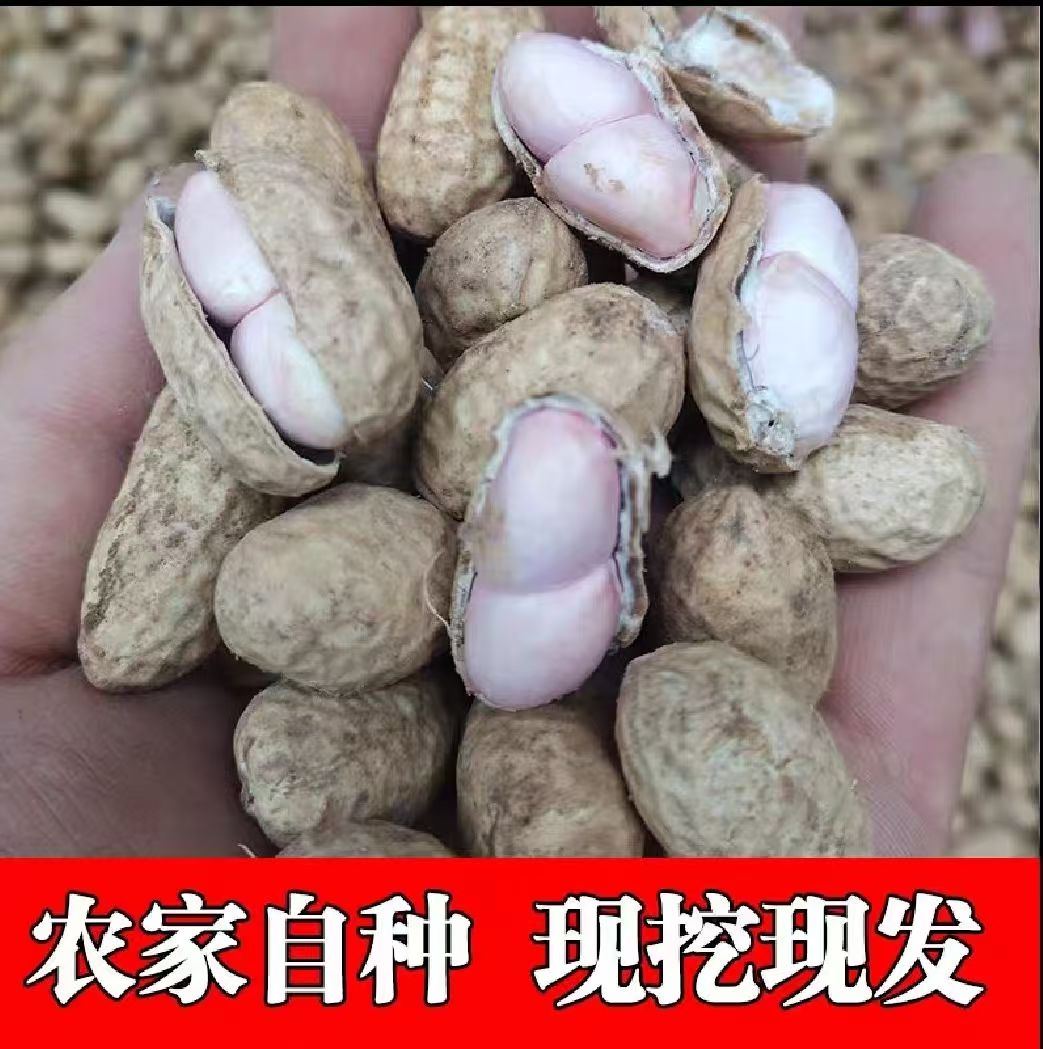 2025年新鲜湿花生现挖现发生花生薄壳带泥粉皮鲜花生可水煮可生吃
