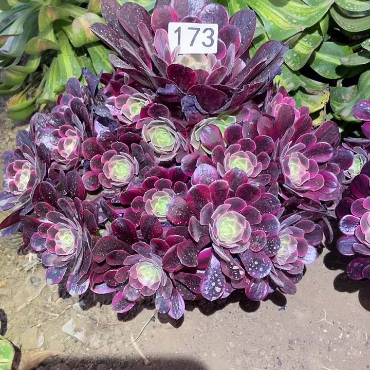 乐*多肉植物法师172.173凤冠