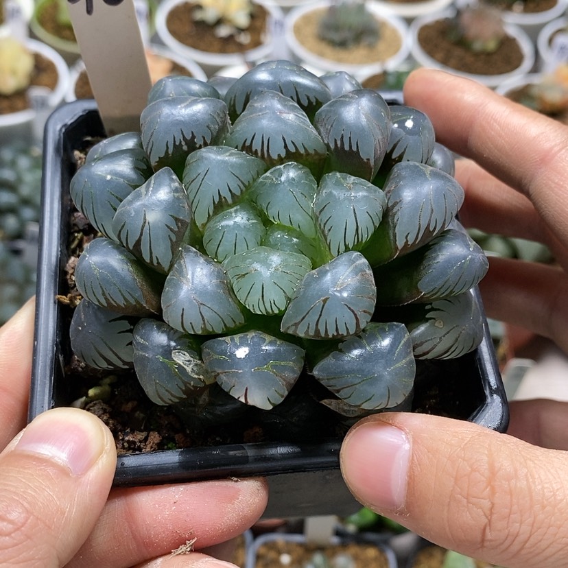 【闪购商品】46 ob母本