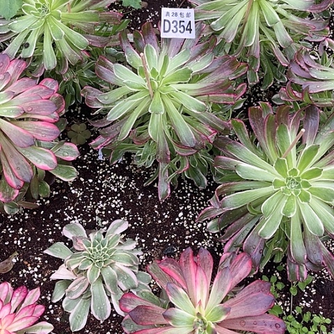 354天合不包断枝