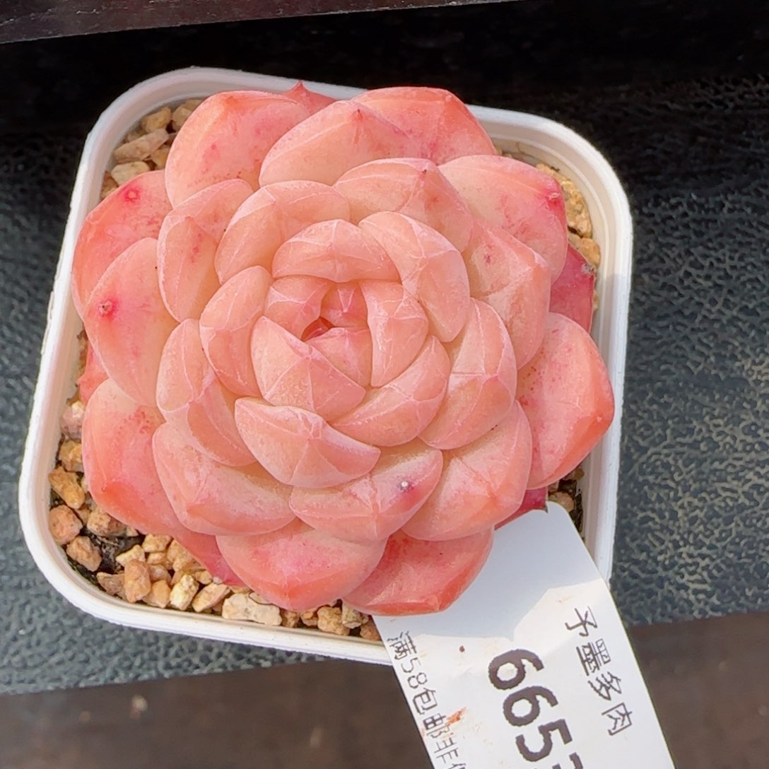 美心，6653多肉植物