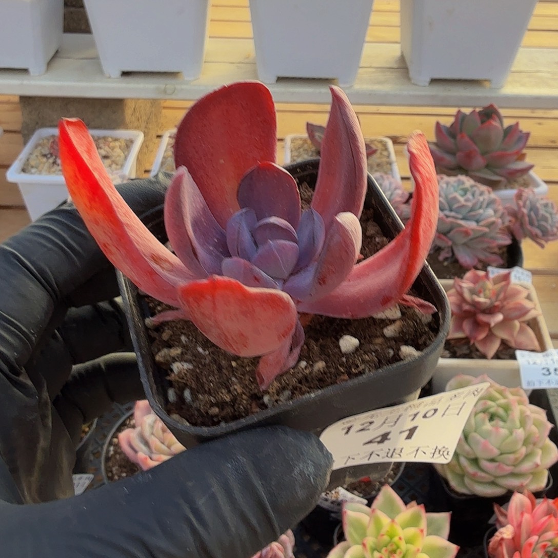 1210-41派对衣裙单头