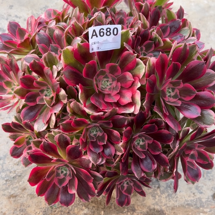 680妖月35厘米左右多肉植物