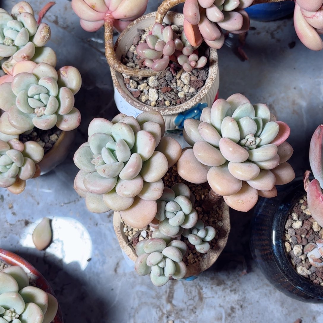 小*罗带盆，盆2个30-73。