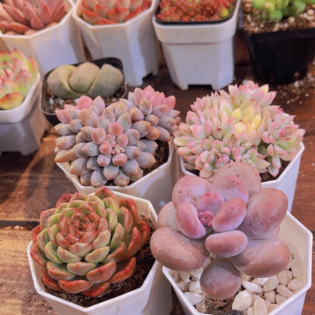 蓝舍香水➕葡萄珍妮单➕女雏锦➕➕胖美人