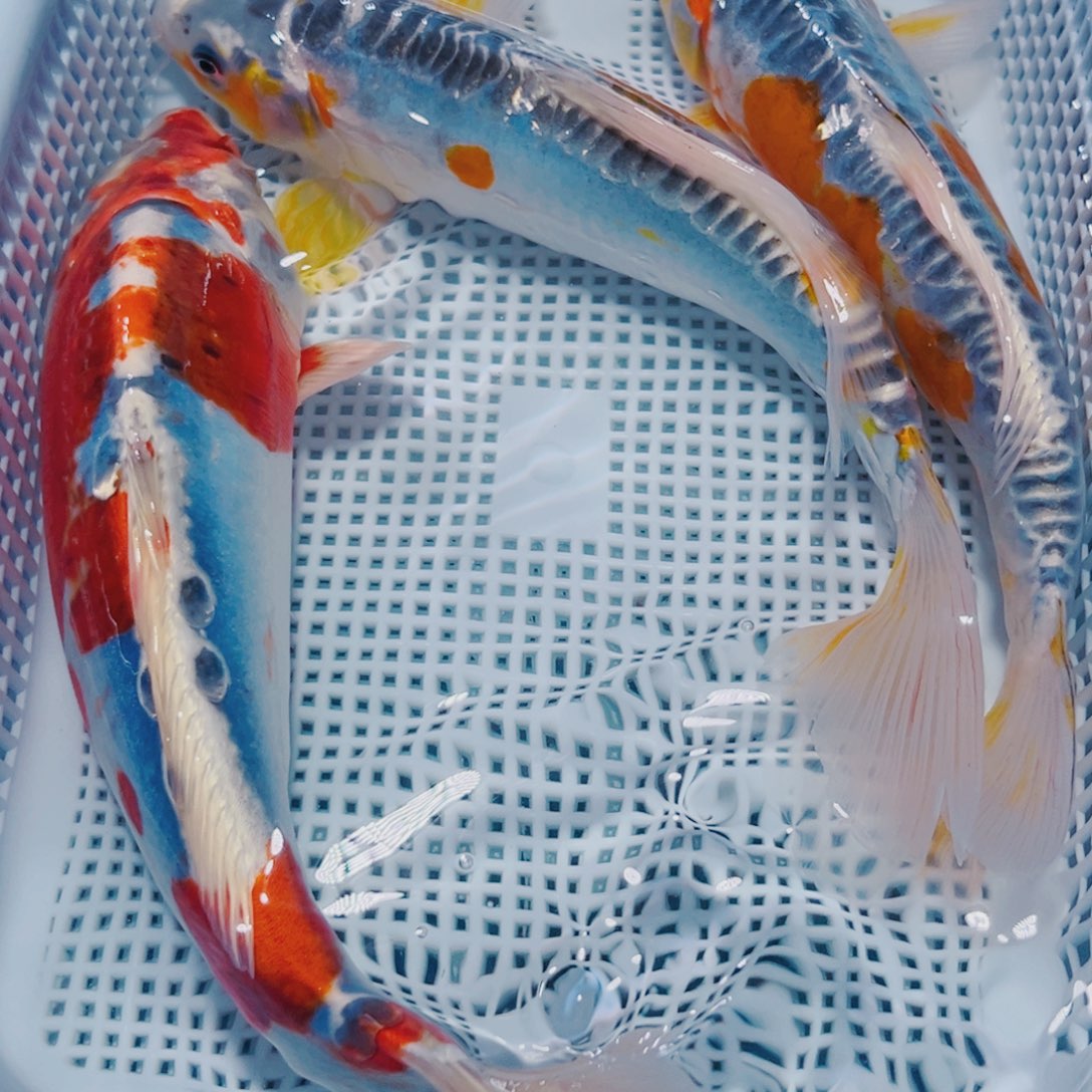 海水鱼锦鲤冷水观赏鱼