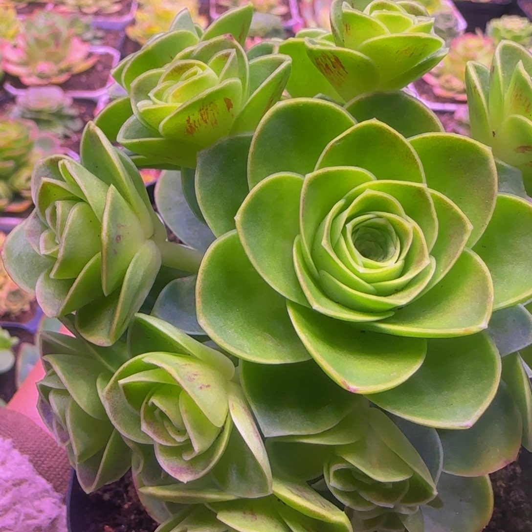 初尘捧花123535353565656536