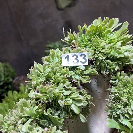 软***哥多肉植物一个妖微瑕133