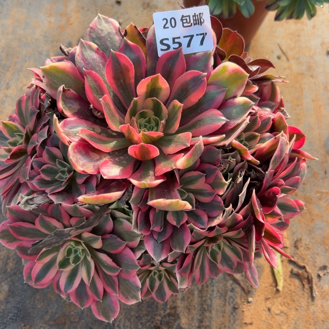 577女妖，满20包邮