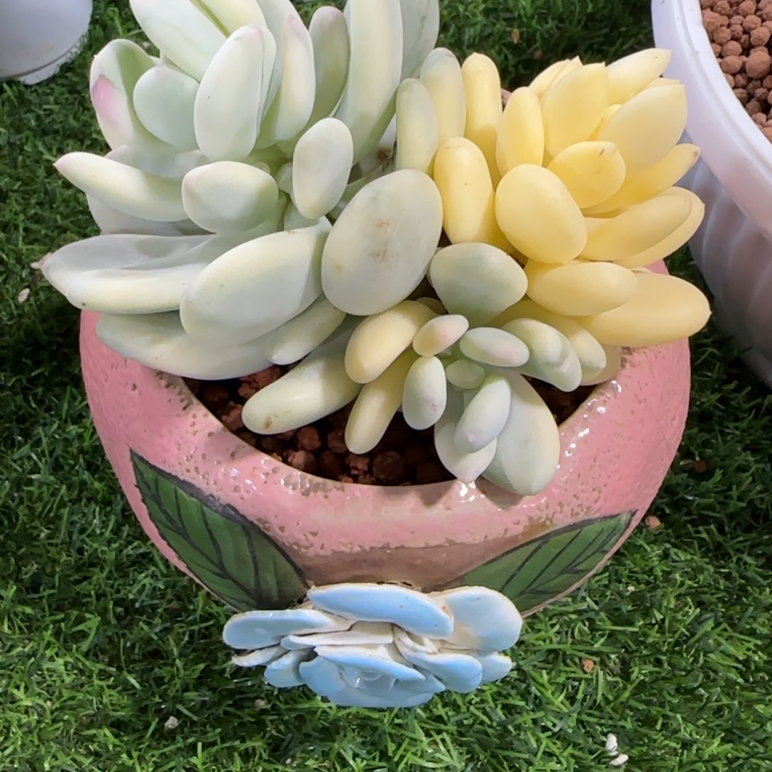 2219三日月美人锦多肉植物