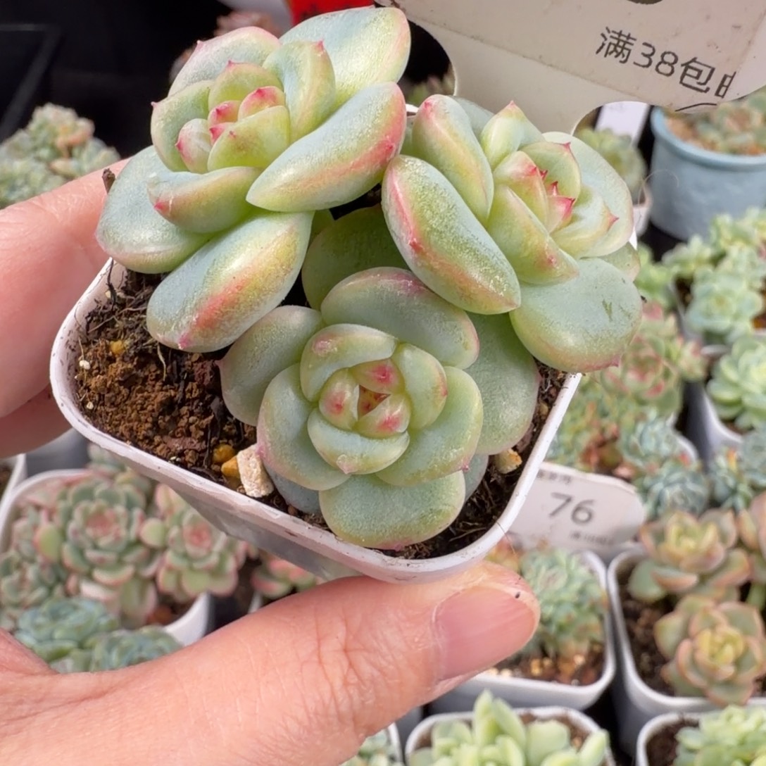 珍妮三头群78号一颗