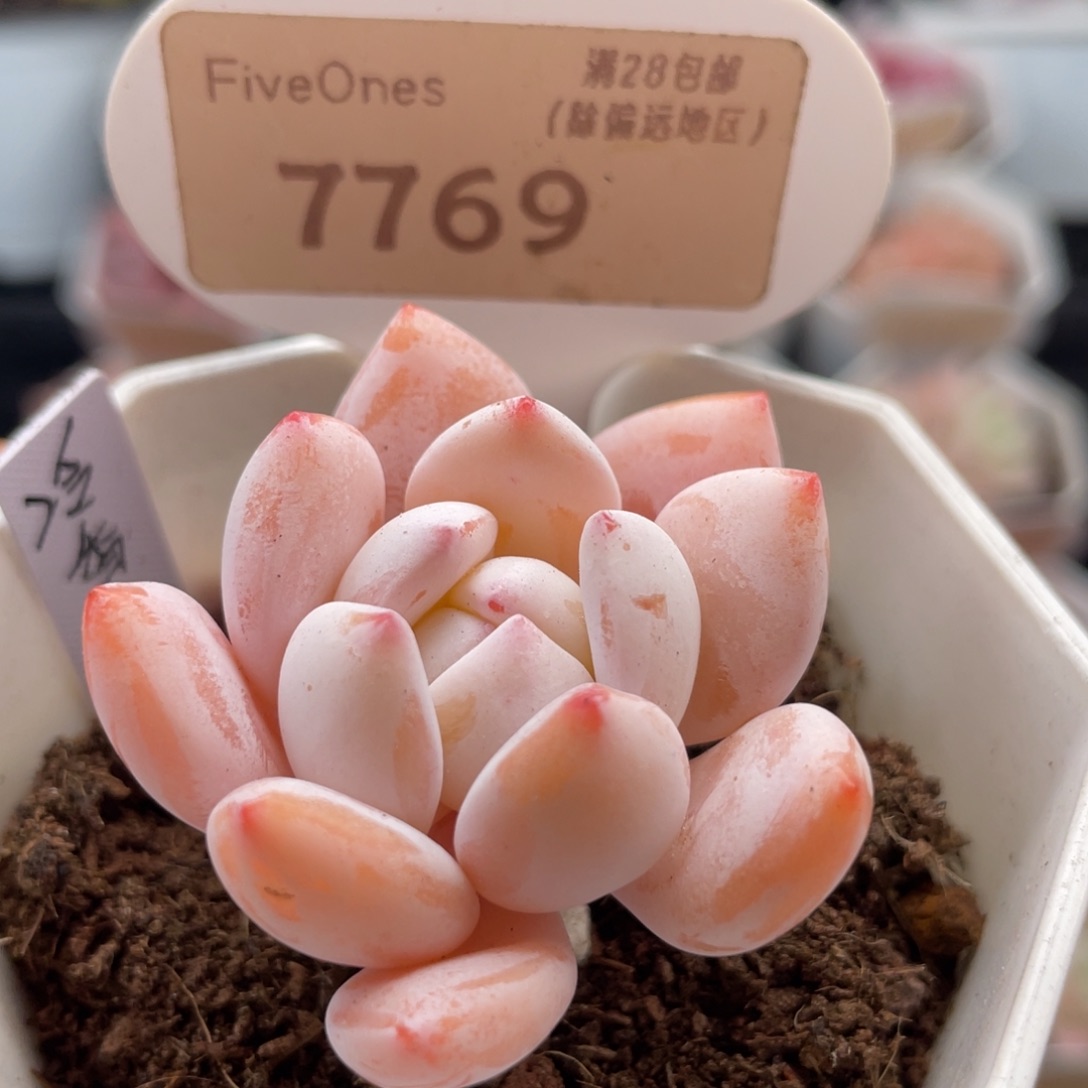 冷香7769-4.5厘米