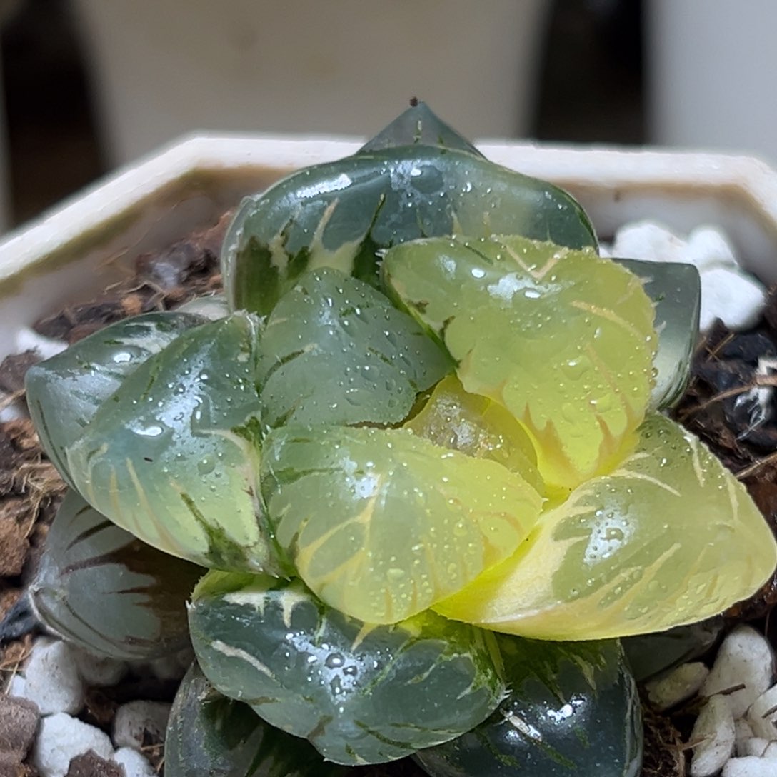 恭喜发财大吉大利965