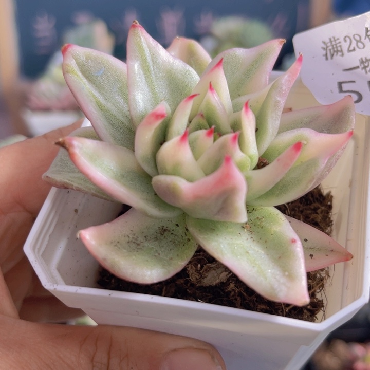 幸福玛丽亚锦多肉植物