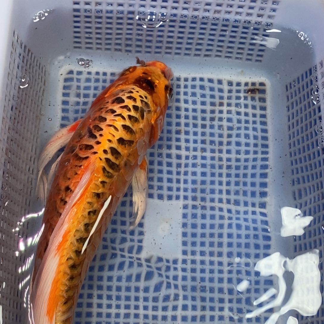 锦鲤冷水锦鲤包邮