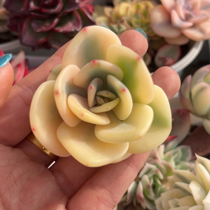 白月光锦一颗价格