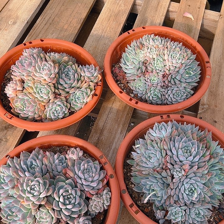 阿尔巴佳人，满18包邮