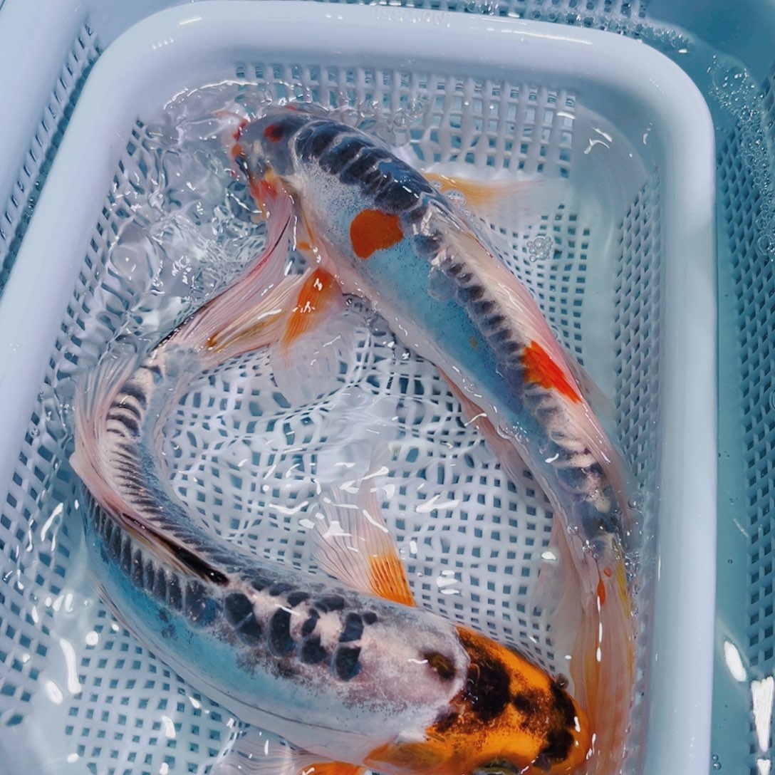 锦鲤锦鲤冷水鱼观赏125