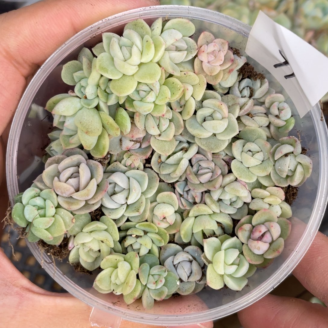 71欧泊播种切糕苗苗，25年新播