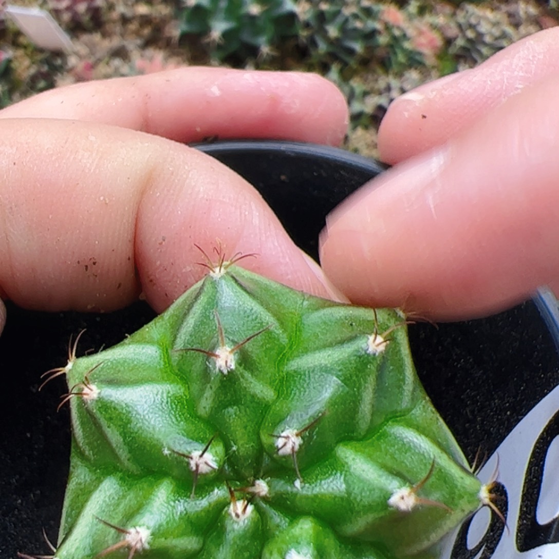 当前无花栽培后可以开花906