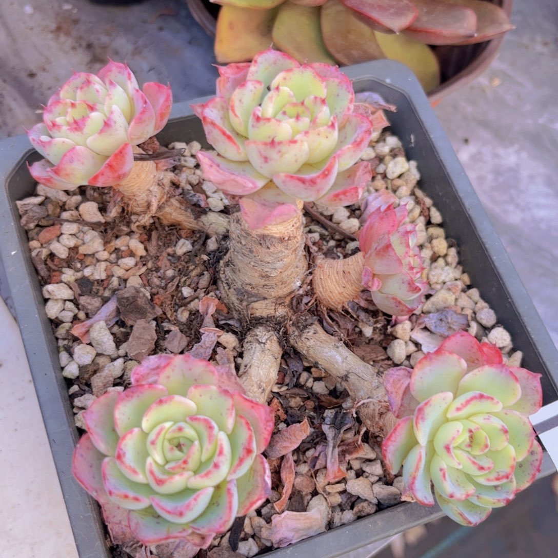 七福美尼30122多肉植物