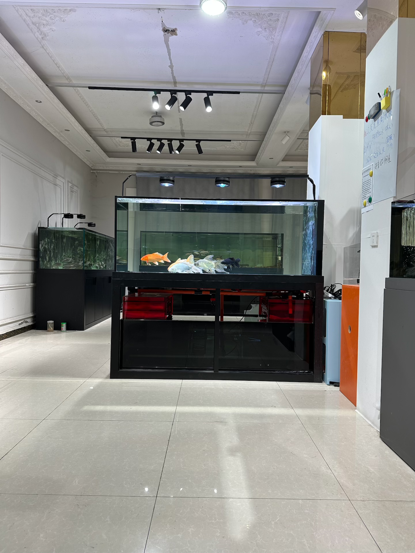 接力底吹极窄吉罗蝴蝶鲤大鱼缸 大料 水刀一体拉筋 双物理过滤