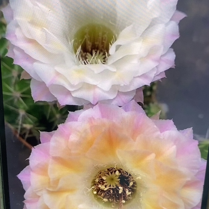 香香多变58号6.5公分左右木质化