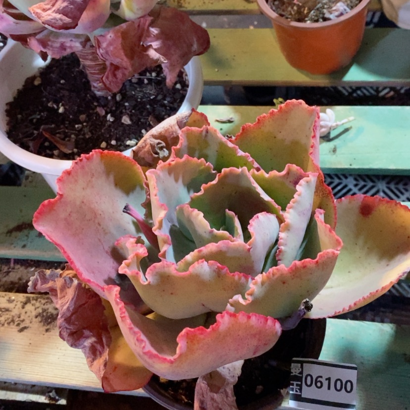 【闪购商品】蓝色妖姬06100