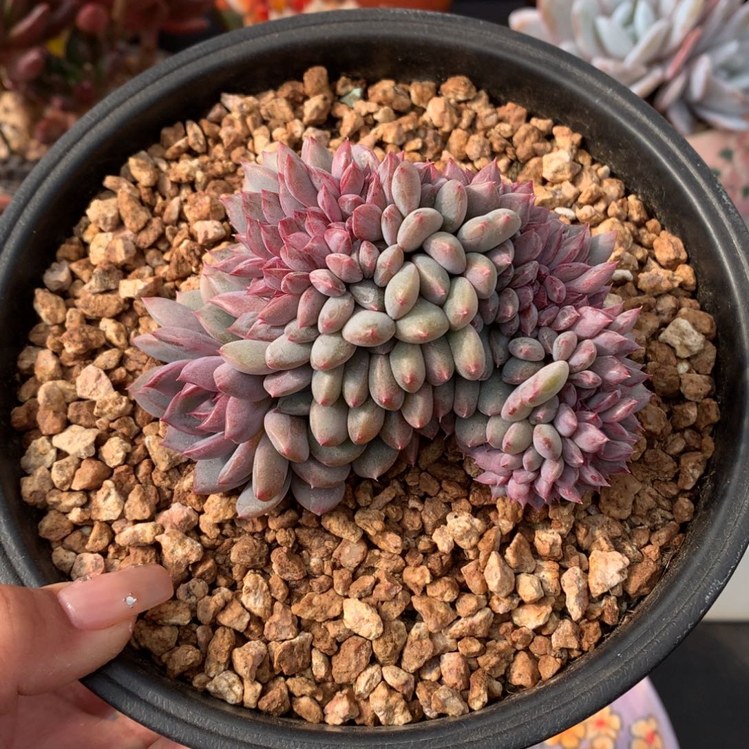 我们家的小姐姐们