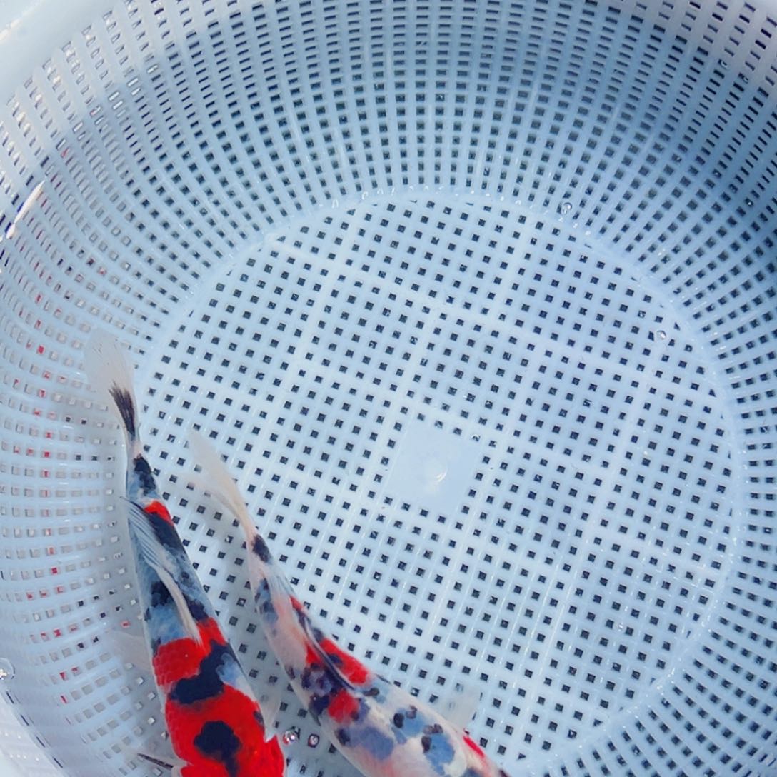 锦鲤锦鲤观赏鱼1111