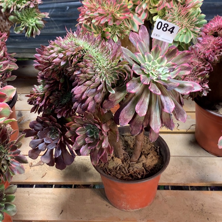 084水墨画我多肉法师