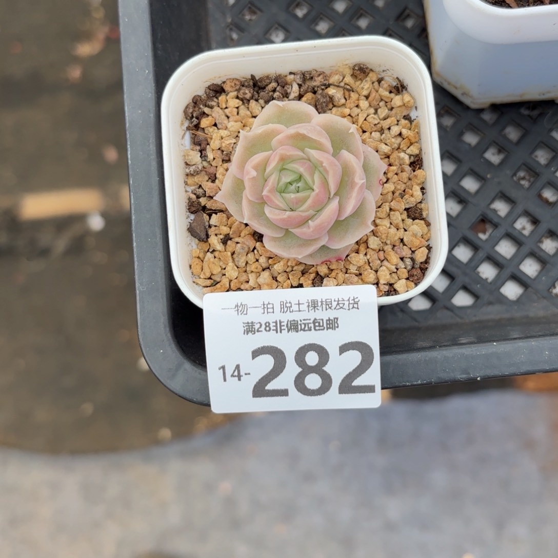 虾饺单头多肉多肉多肉