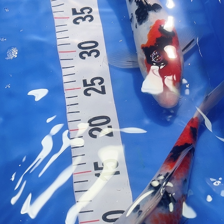 锦鲤锦鲤冷水鱼好养