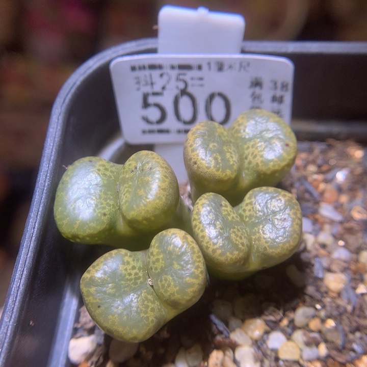 精品生石花25.500