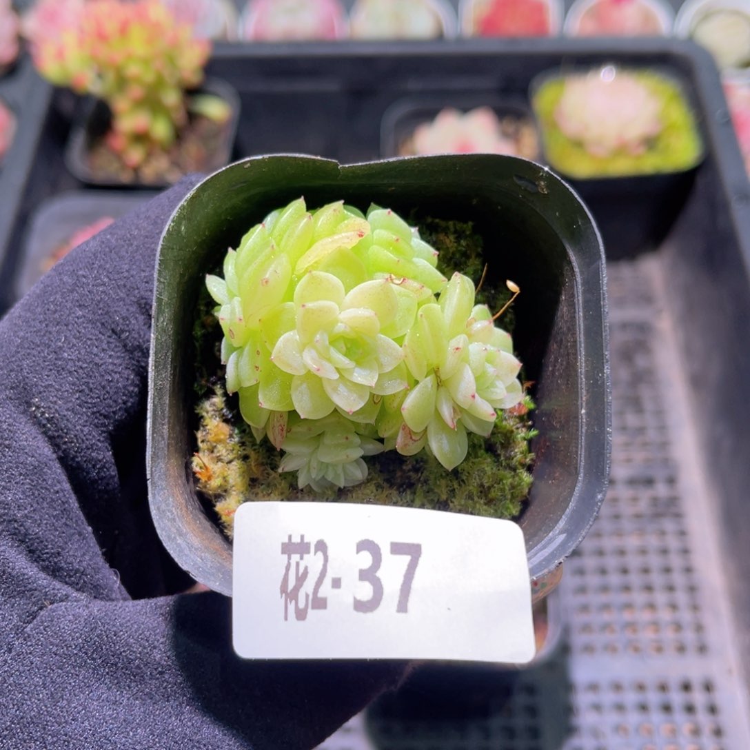 红陶花利美2-37麦秆群