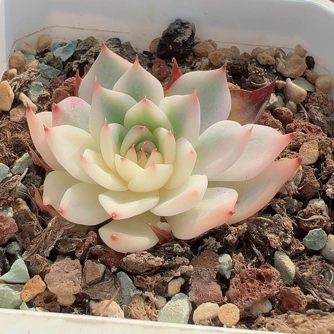 吉娃娃锦，半覆轮锦